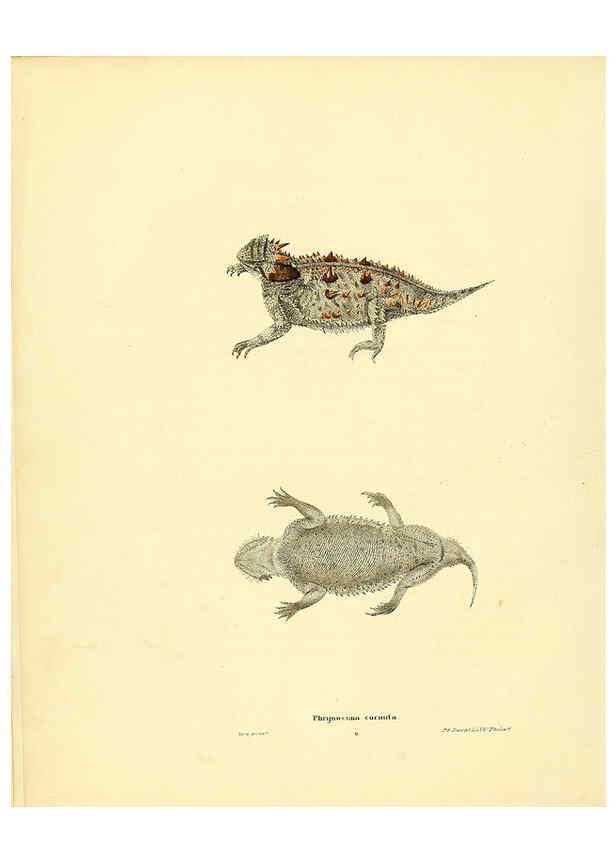 Reproducción/Reproduction 6075907529: North American herpetology. v.3. Philadelphia :J. Dobson,1836-1840