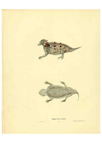Reproducción/Reproduction 6075907529: North American herpetology. v.3. Philadelphia :J. Dobson,1836-1840