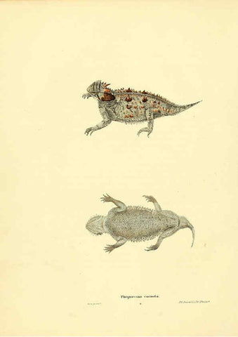 Reproducción/Reproduction 6075907529: North American herpetology. v.3. Philadelphia :J. Dobson,1836-1840