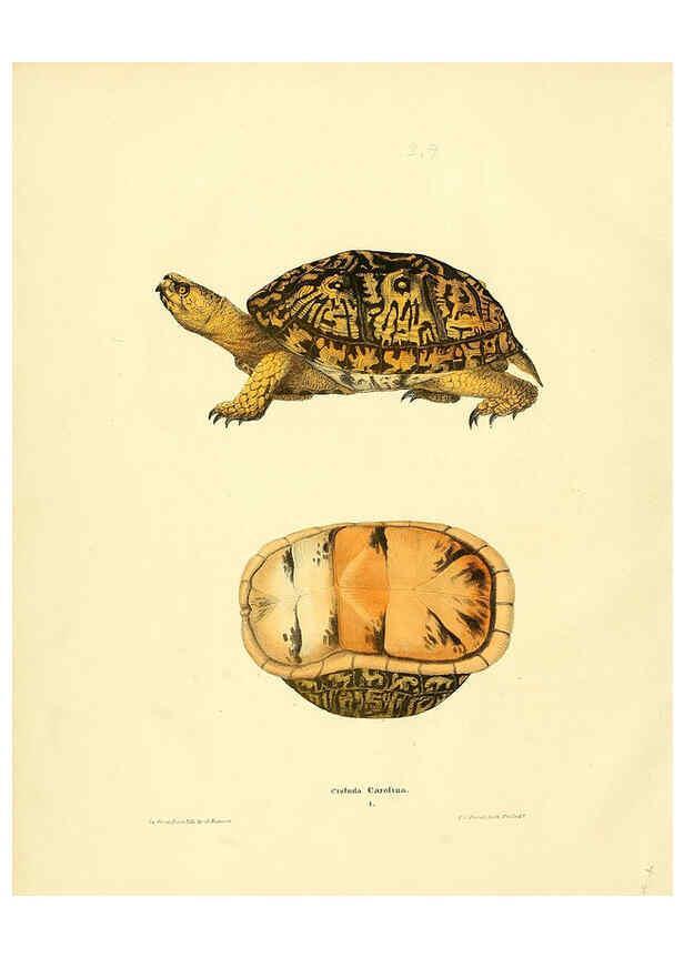 Reproducción/Reproduction 6075906203: North American herpetology. v.3. Philadelphia :J. Dobson,1836-1840