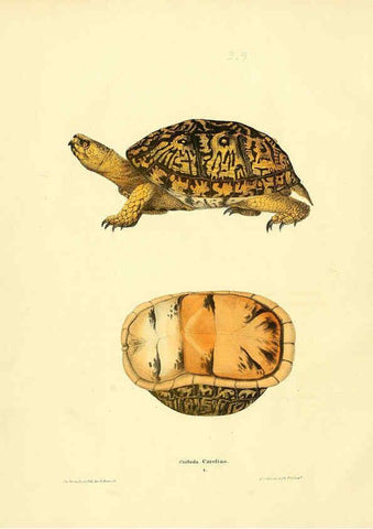 Reproducción/Reproduction 6075906203: North American herpetology. v.3. Philadelphia :J. Dobson,1836-1840
