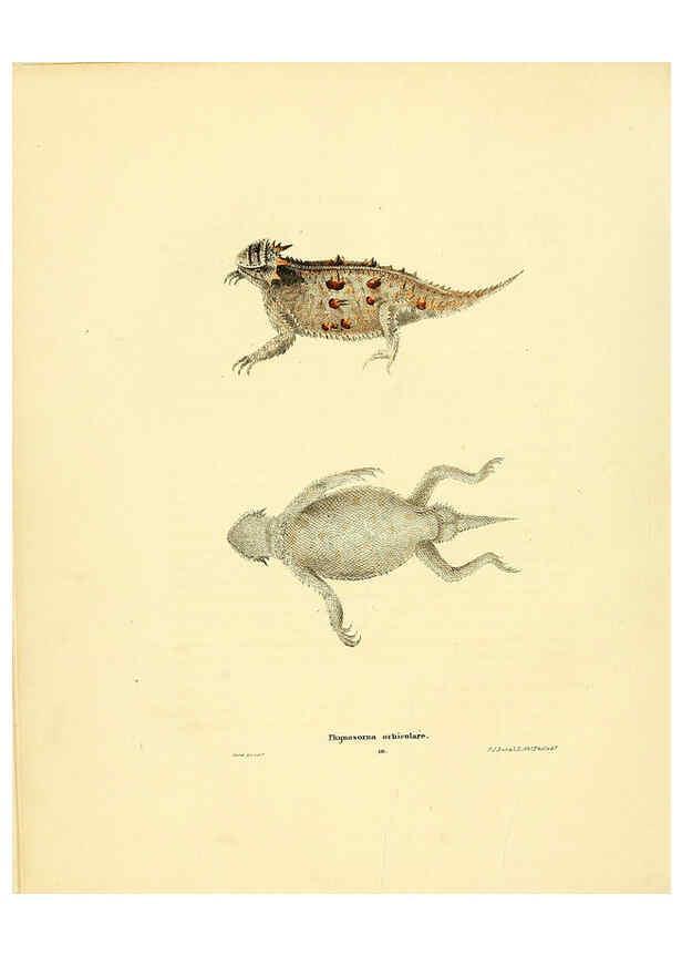 Reproducción/Reproduction 6076444310: North American herpetology. v.3. Philadelphia :J. Dobson,1836-1840
