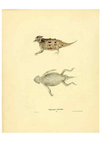 Reproducción/Reproduction 6076444310: North American herpetology. v.3. Philadelphia :J. Dobson,1836-1840