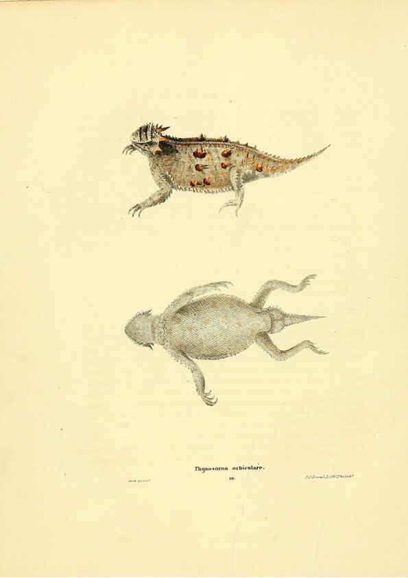 Reproducción/Reproduction 6076444310: North American herpetology. v.3. Philadelphia :J. Dobson,1836-1840