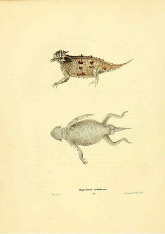 Reproducción/Reproduction 6076444310: North American herpetology. v.3. Philadelphia :J. Dobson,1836-1840