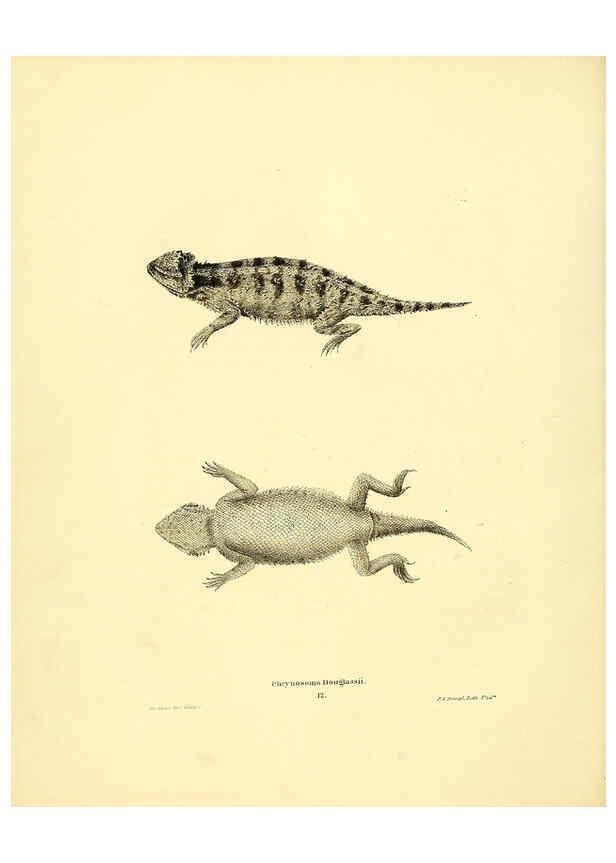 Reproducción/Reproduction 6075907925: North American herpetology. v.3. Philadelphia :J. Dobson,1836-1840