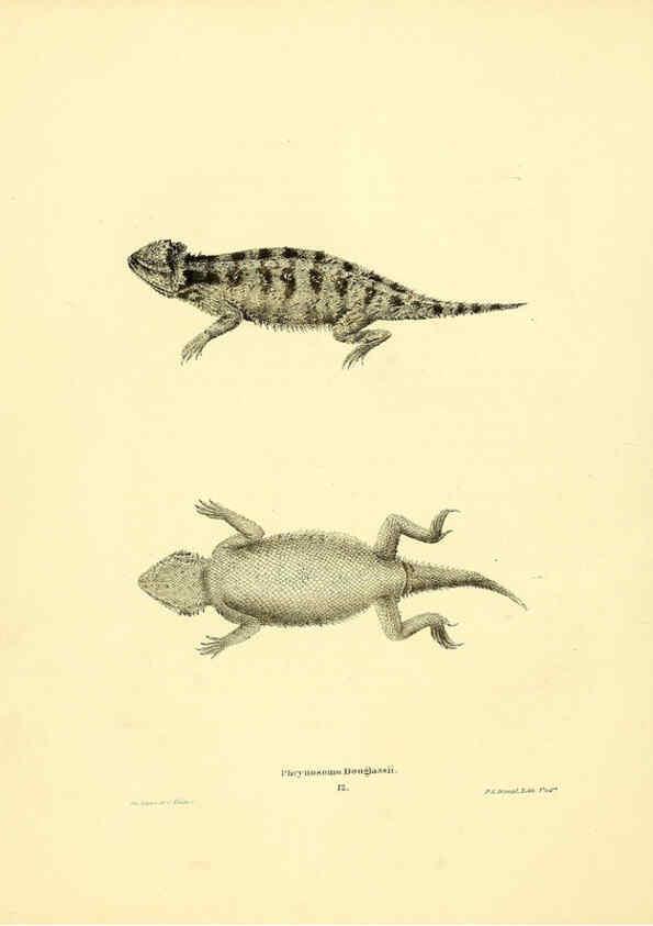 Reproducción/Reproduction 6075907925: North American herpetology. v.3. Philadelphia :J. Dobson,1836-1840