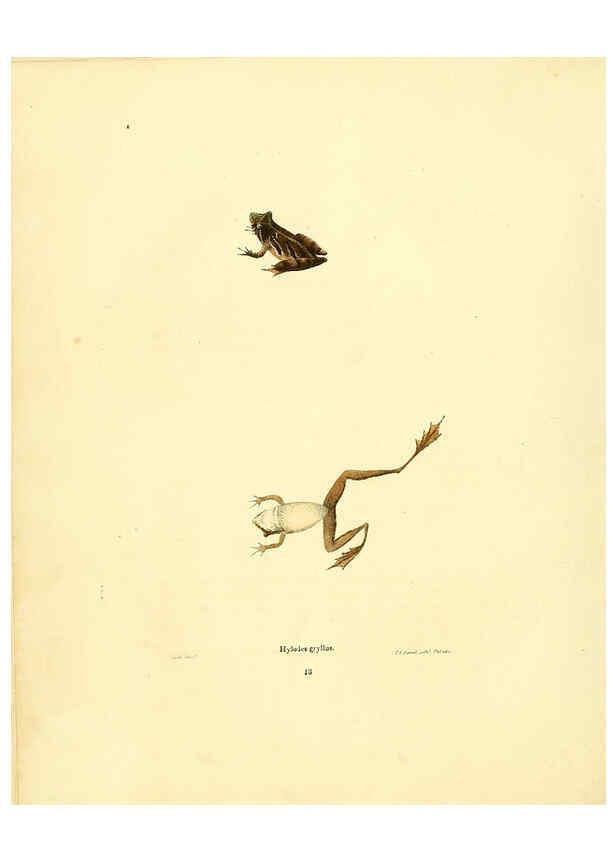 Reproducción/Reproduction 6075908043: North American herpetology. v.3. Philadelphia :J. Dobson,1836-1840