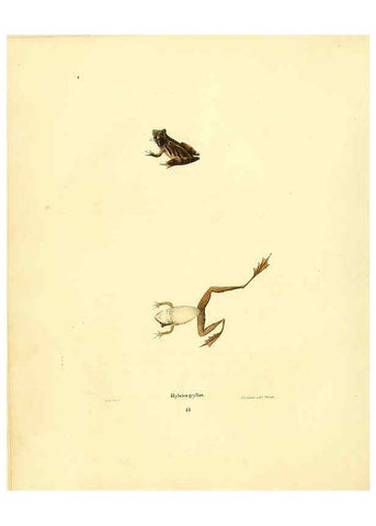 Reproducción/Reproduction 6075908043: North American herpetology. v.3. Philadelphia :J. Dobson,1836-1840