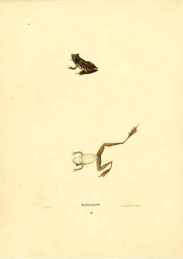 Reproducción/Reproduction 6075908043: North American herpetology. v.3. Philadelphia :J. Dobson,1836-1840