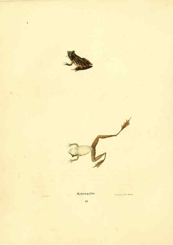Reproducción/Reproduction 6075908043: North American herpetology. v.3. Philadelphia :J. Dobson,1836-1840