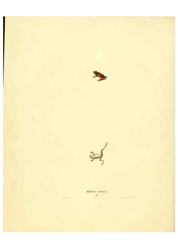 Reproducción/Reproduction 6076444868: North American herpetology. v.3. Philadelphia :J. Dobson,1836-1840