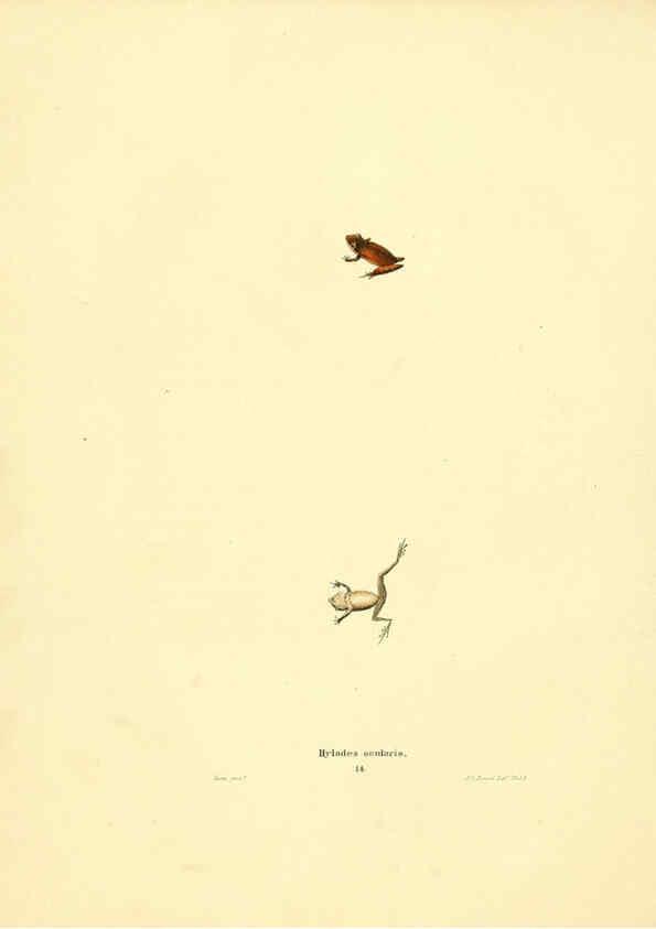 Reproducción/Reproduction 6076444868: North American herpetology. v.3. Philadelphia :J. Dobson,1836-1840