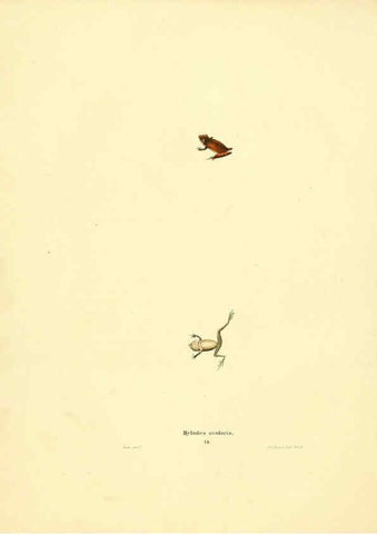 Reproducción/Reproduction 6076444868: North American herpetology. v.3. Philadelphia :J. Dobson,1836-1840