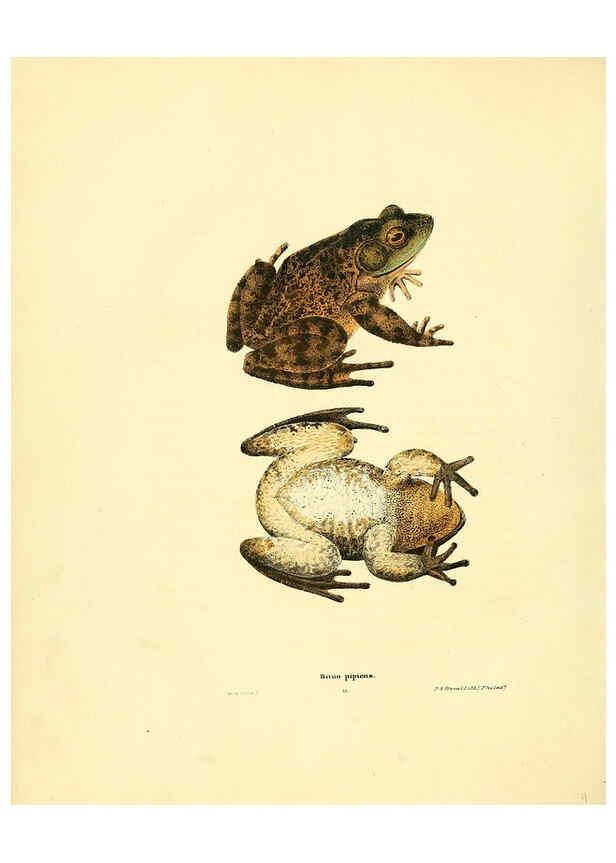 Reproducción/Reproduction 6076444982: North American herpetology. v.3. Philadelphia :J. Dobson,1836-1840