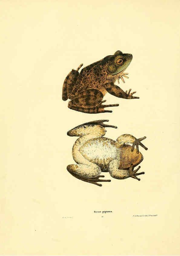 Reproducción/Reproduction 6076444982: North American herpetology. v.3. Philadelphia :J. Dobson,1836-1840