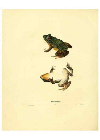 Reproducción/Reproduction 6075908553: North American herpetology. v.3. Philadelphia :J. Dobson,1836-1840