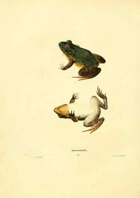 Reproducción/Reproduction 6075908553: North American herpetology. v.3. Philadelphia :J. Dobson,1836-1840