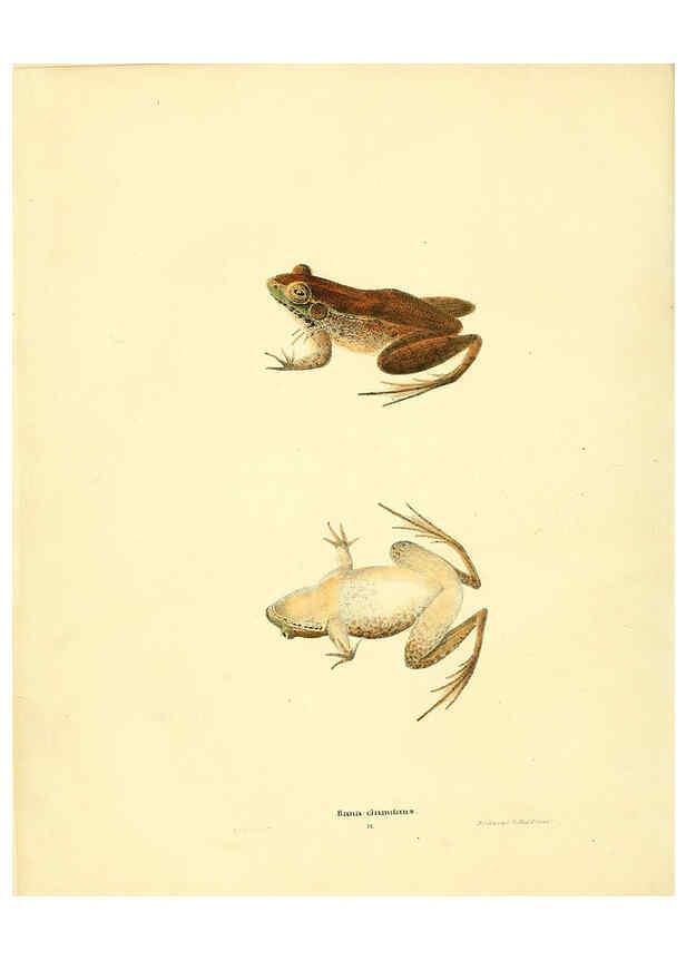 Reproducción/Reproduction 6076445366: North American herpetology. v.3. Philadelphia :J. Dobson,1836-1840