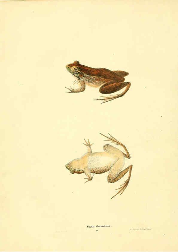 Reproducción/Reproduction 6076445366: North American herpetology. v.3. Philadelphia :J. Dobson,1836-1840