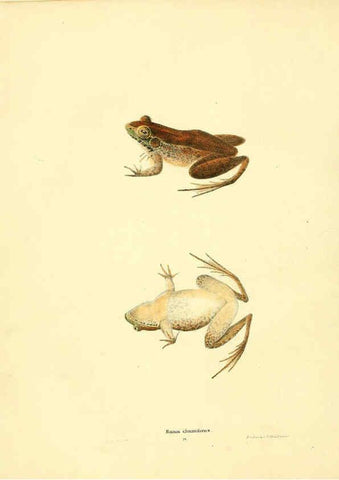 Reproducción/Reproduction 6076445366: North American herpetology. v.3. Philadelphia :J. Dobson,1836-1840