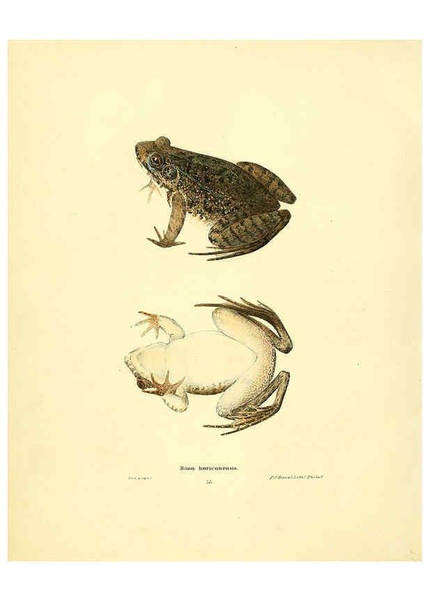 Reproducción/Reproduction 6076445502: North American herpetology. v.3. Philadelphia :J. Dobson,1836-1840