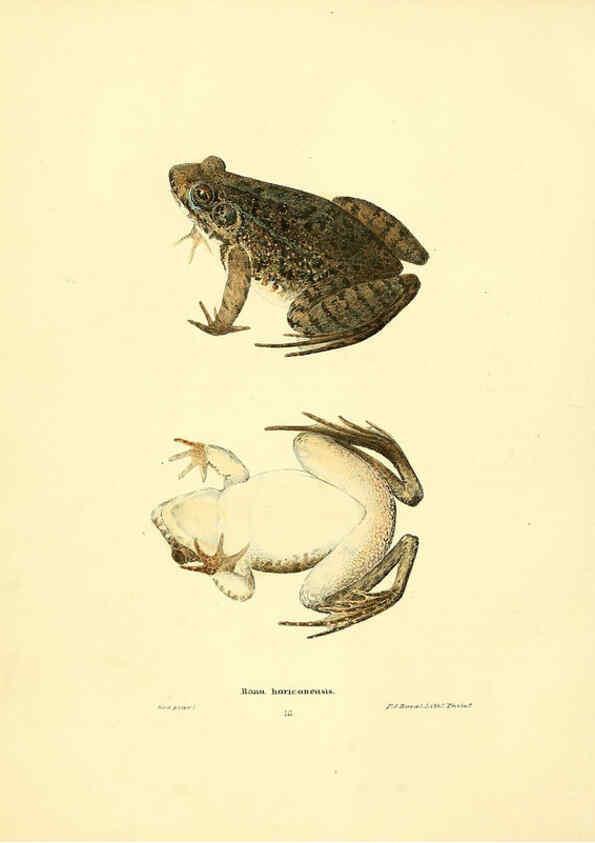 Reproducción/Reproduction 6076445502: North American herpetology. v.3. Philadelphia :J. Dobson,1836-1840