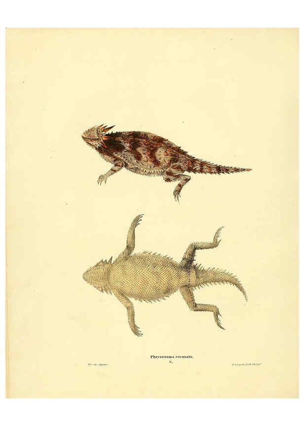 Reproducción/Reproduction 6076444462: North American herpetology. v.3. Philadelphia :J. Dobson,1836-1840