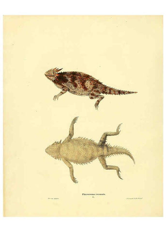 Reproducción/Reproduction 6076444462: North American herpetology. v.3. Philadelphia :J. Dobson,1836-1840