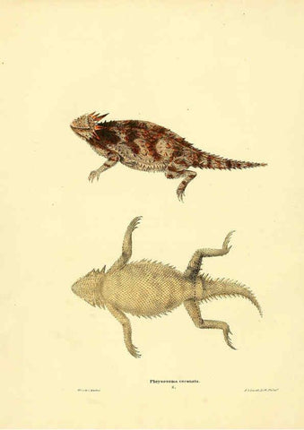 Reproducción/Reproduction 6076444462: North American herpetology. v.3. Philadelphia :J. Dobson,1836-1840
