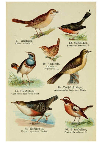 Reproducción/Reproduction 6076322639: Schreibers kleiner Atlas der einheimischen Vögel. v.1. Esslinger,J.F. Schreiber[n.d.] 