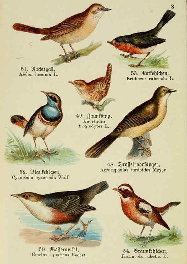 Reproducción/Reproduction 6076322639: Schreibers kleiner Atlas der einheimischen Vögel. v.1. Esslinger,J.F. Schreiber[n.d.] 