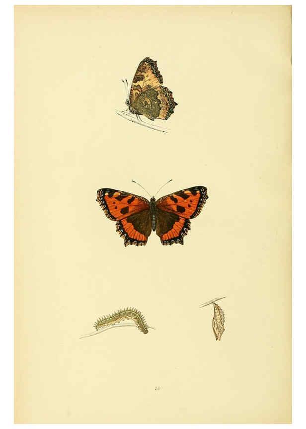 Reproducción/Reproduction 6073608968: A history of British butterflies London :John C. Nimmo,1890