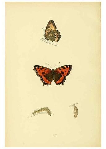 Reproducción/Reproduction 6073608968: A history of British butterflies London :John C. Nimmo,1890