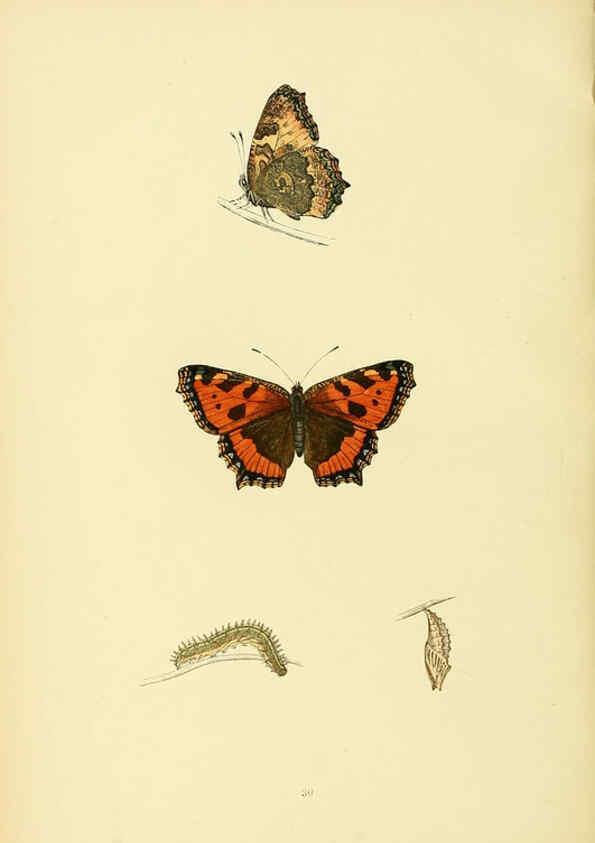 Reproducción/Reproduction 6073608968: A history of British butterflies London :John C. Nimmo,1890