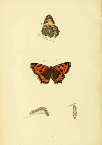 Reproducción/Reproduction 6073608968: A history of British butterflies London :John C. Nimmo,1890