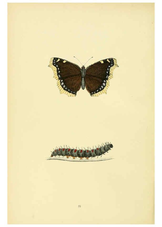 Reproducción/Reproduction 6073068671: A history of British butterflies London :John C. Nimmo,1890