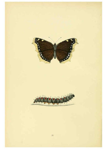 Reproducción/Reproduction 6073068671: A history of British butterflies London :John C. Nimmo,1890