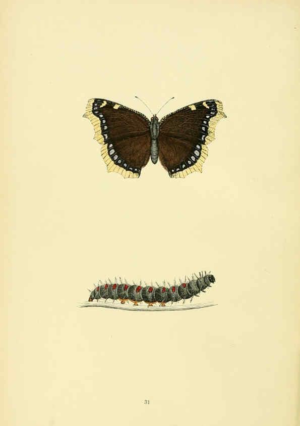 Reproducción/Reproduction 6073068671: A history of British butterflies London :John C. Nimmo,1890