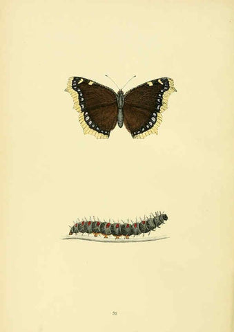 Reproducción/Reproduction 6073068671: A history of British butterflies London :John C. Nimmo,1890