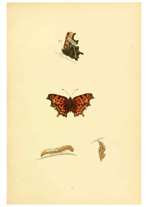 Reproducción/Reproduction 6073609534: A history of British butterflies London :John C. Nimmo,1890