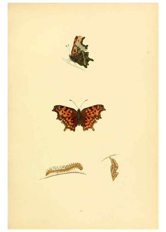 Reproducción/Reproduction 6073609534: A history of British butterflies London :John C. Nimmo,1890