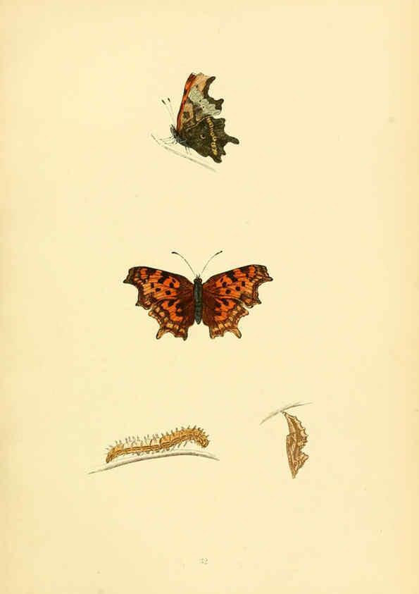 Reproducción/Reproduction 6073609534: A history of British butterflies London :John C. Nimmo,1890