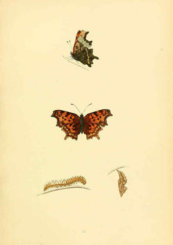 Reproducción/Reproduction 6073609534: A history of British butterflies London :John C. Nimmo,1890