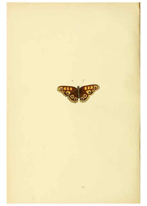 Reproducción/Reproduction 6073069281: A history of British butterflies London :John C. Nimmo,1890