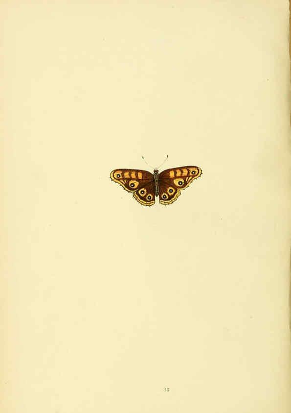 Reproducción/Reproduction 6073069281: A history of British butterflies London :John C. Nimmo,1890