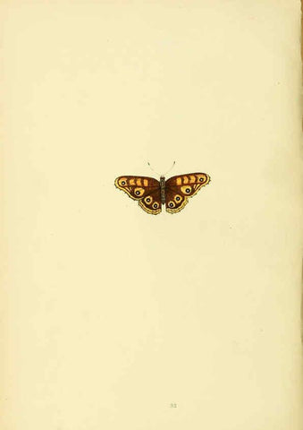 Reproducción/Reproduction 6073069281: A history of British butterflies London :John C. Nimmo,1890