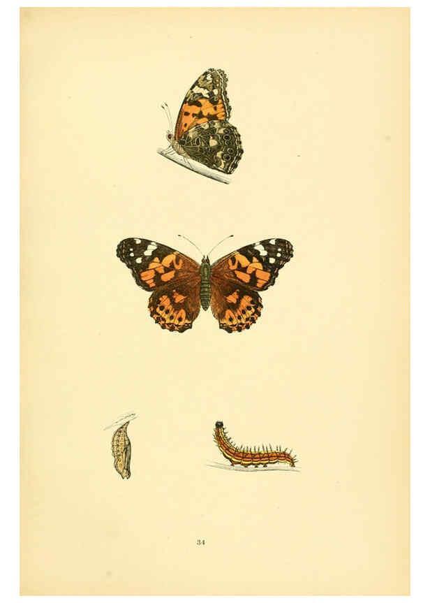 Reproducción/Reproduction 6073610068: A history of British butterflies London :John C. Nimmo,1890