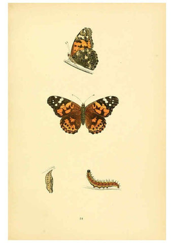 Reproducción/Reproduction 6073610068: A history of British butterflies London :John C. Nimmo,1890