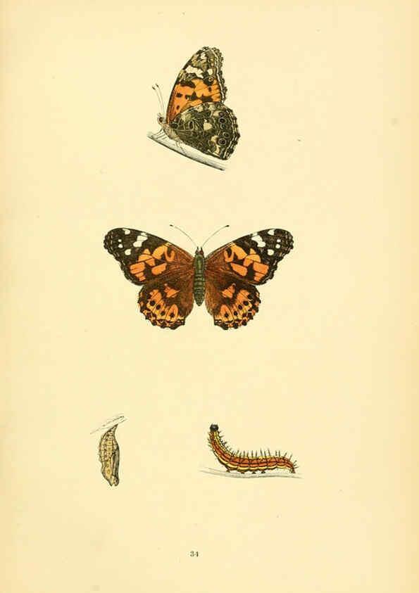 Reproducción/Reproduction 6073610068: A history of British butterflies London :John C. Nimmo,1890